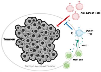 The Immune System's Contribution to the Clinical Efficacy of EGFR Antagonist Treatment